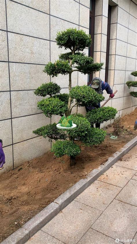 前院种什么植物好|富不富，门前树！庭院养树有讲究，首选这七种，寓意好，好处。